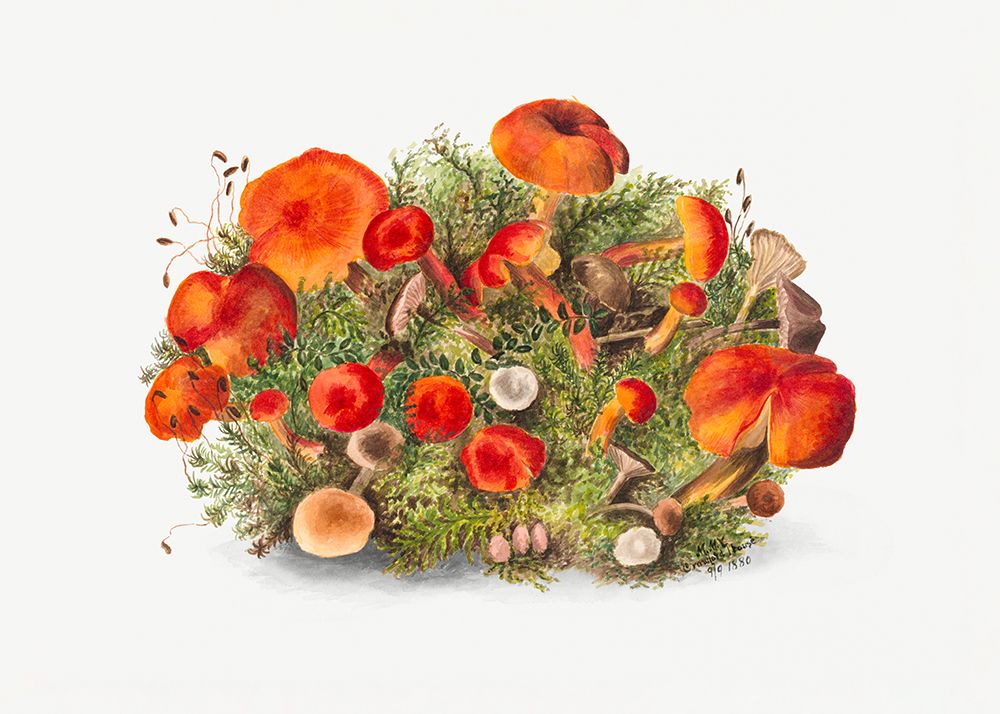 Study of Mushrooms (1880) Horizontal art print by Pictufy for $57.95 CAD