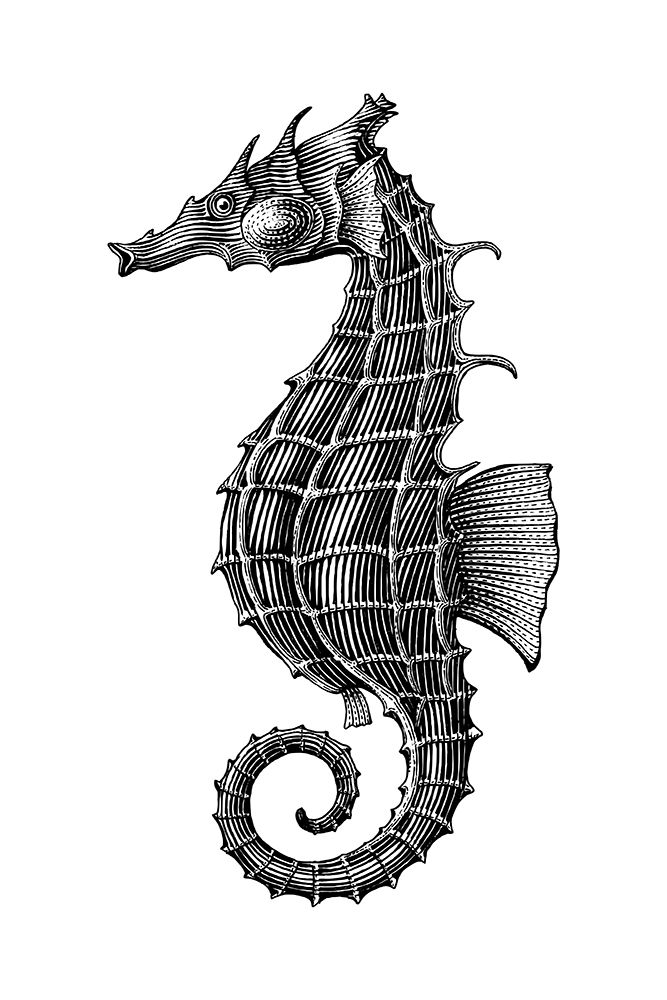 Seahorse art print by Jay Stanley for $57.95 CAD