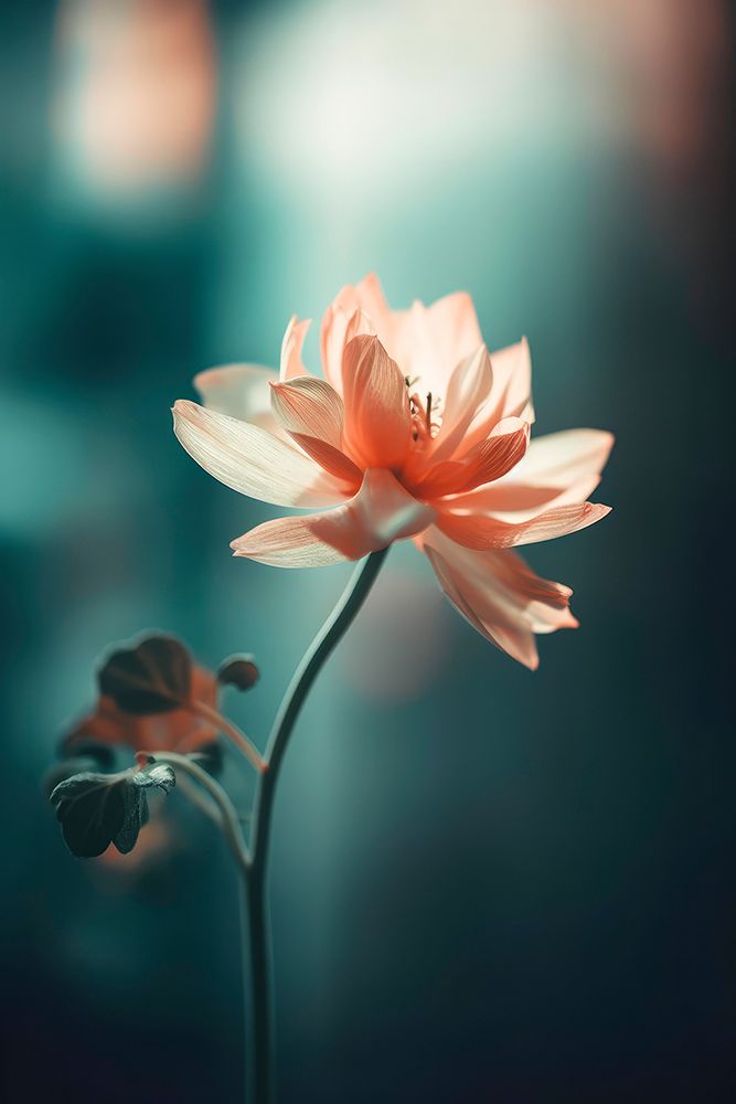 Coral Flowers At Night art print by Treechild for $57.95 CAD