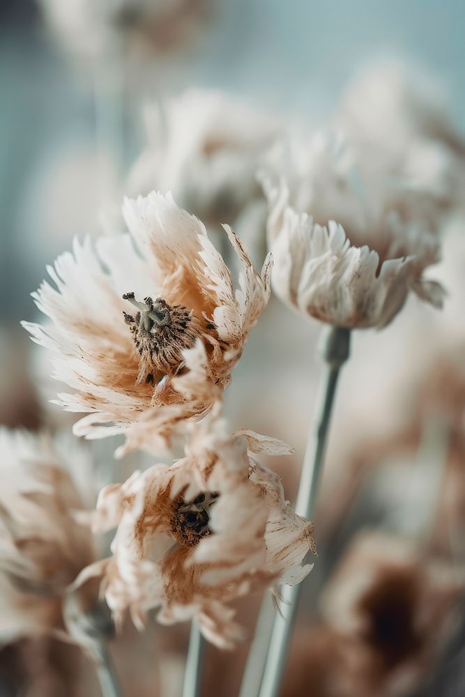 Dry Pastel Flowers No 3 art print by Treechild for $57.95 CAD