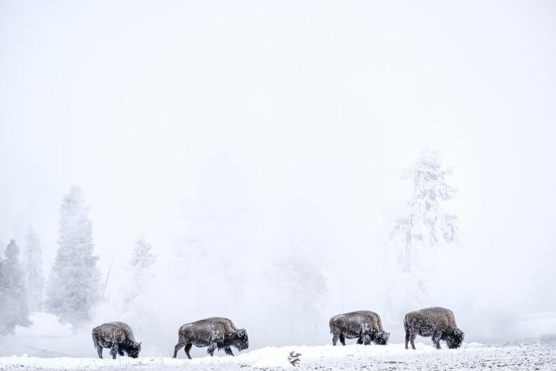 Four Bisons art print by Susanne Landolt for $57.95 CAD