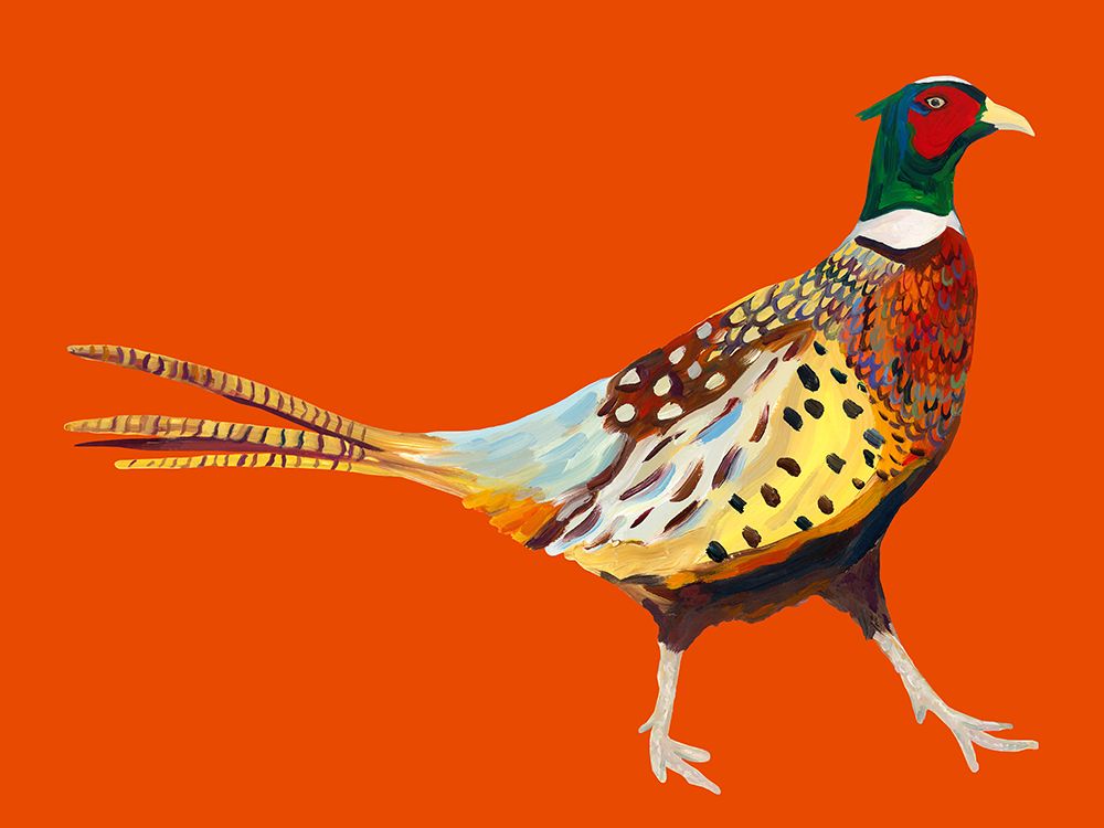 Strutting Pheasant On Orange art print by Alice Straker for $57.95 CAD