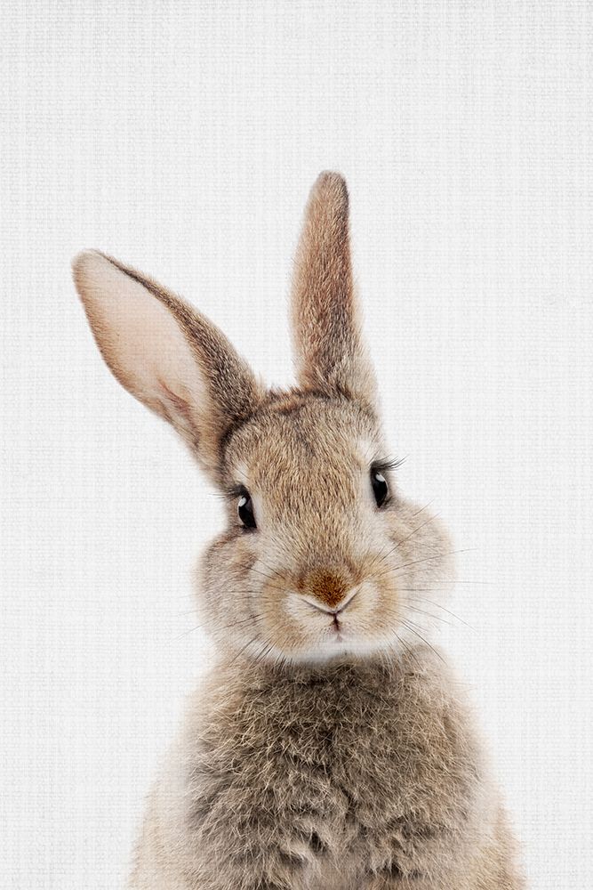 Peekaboo Bunny art print by Lola Peacock for $57.95 CAD