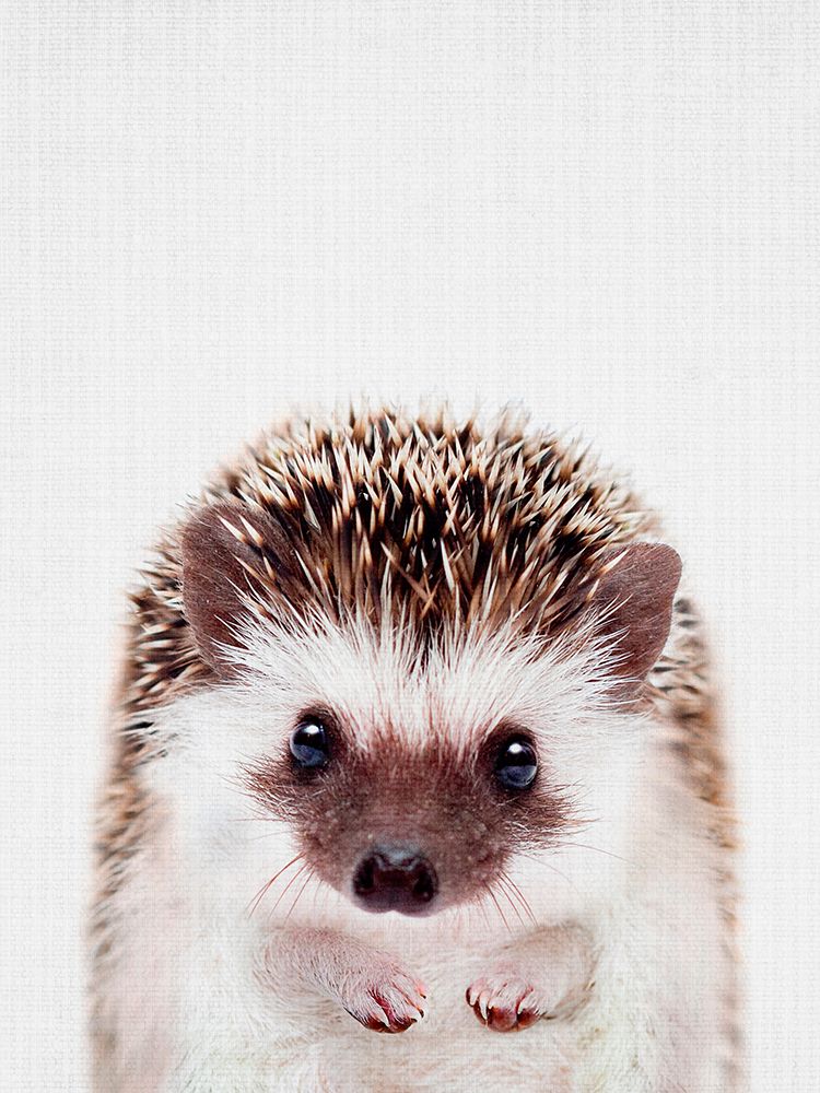 Peekaboo Hedgehog art print by Lola Peacock for $57.95 CAD