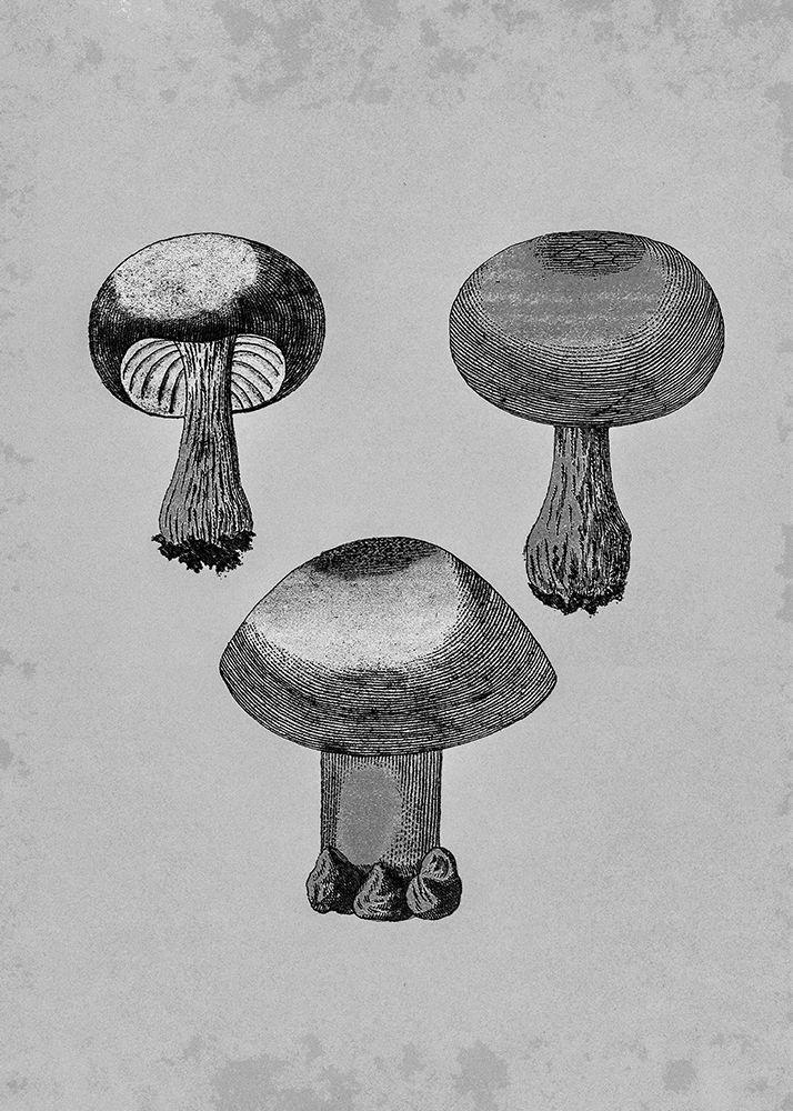 Violet Webcap Mushroom art print by Pictufy for $57.95 CAD
