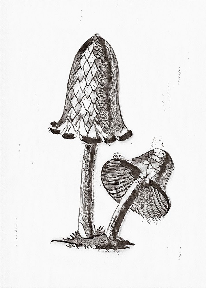 Vintage Inky Cap Edible Mushroom BW Bright art print by Pictufy for $57.95 CAD