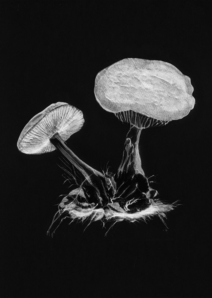Vintage Violet Webcap Mushroom Dark BW art print by Pictufy for $57.95 CAD