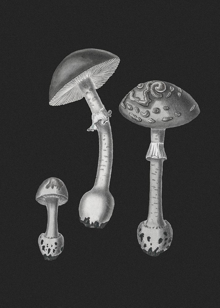 Amanita Muscaria  Black Backgound BW art print by Pictufy for $57.95 CAD