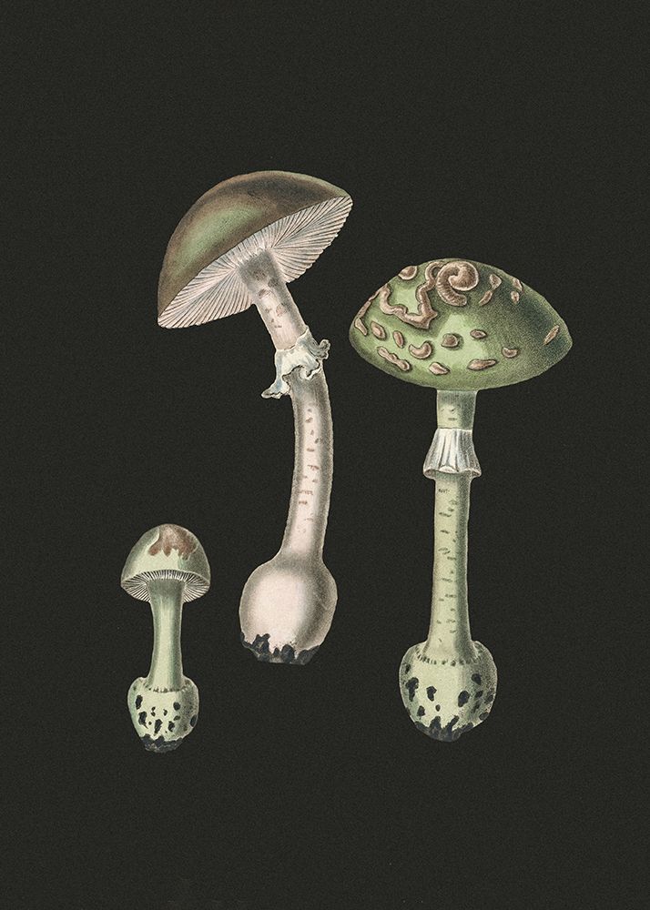 Amanita Muscaria Dark Background art print by Pictufy for $57.95 CAD