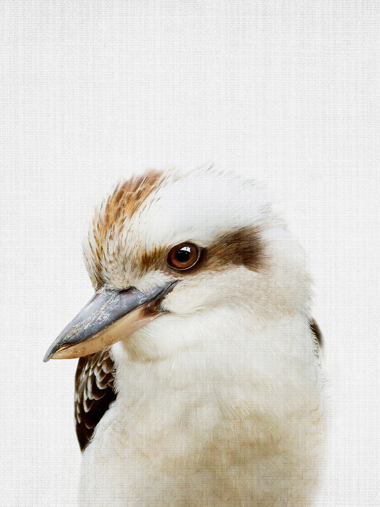Peekaboo Kookaburra art print by Lola Peacock for $57.95 CAD