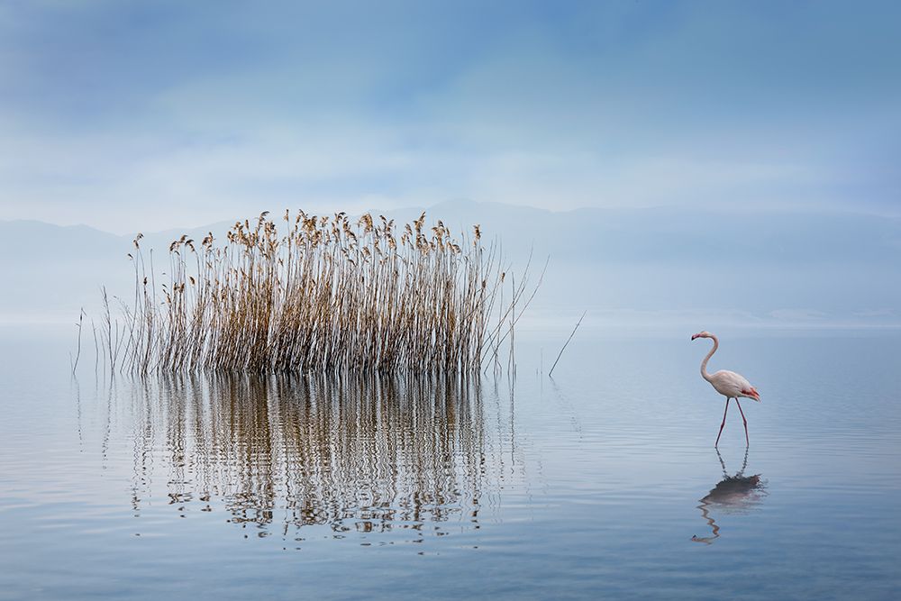 Volvi Lake art print by George Digalakis for $57.95 CAD