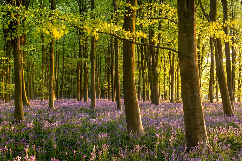 Bluebell Woodland art print by Adam Burton for $57.95 CAD
