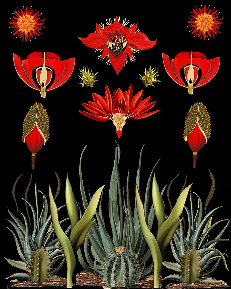 Cactus and Succulent Invention art print by Giovanna Nicolo for $57.95 CAD