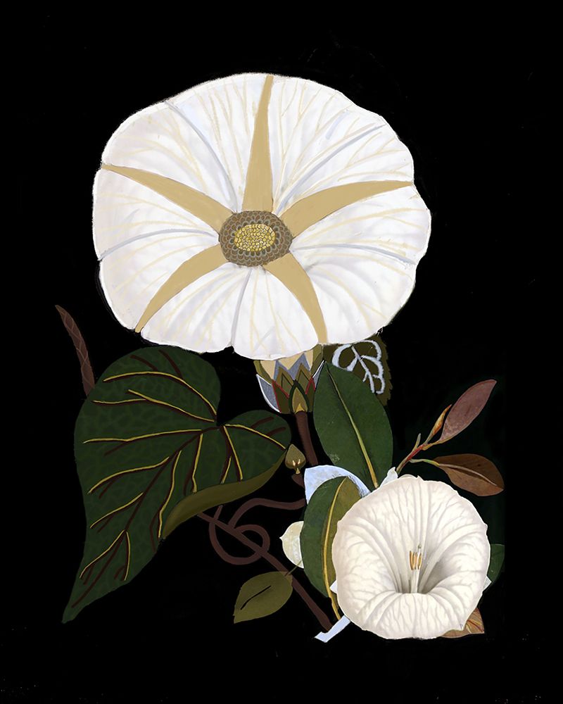 Moody Morning Glories art print by Giovanna Nicolo for $57.95 CAD