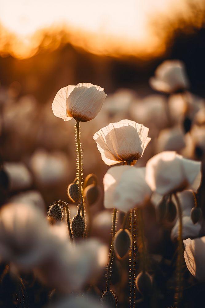 White Poppy Field No 2 art print by Treechild for $57.95 CAD
