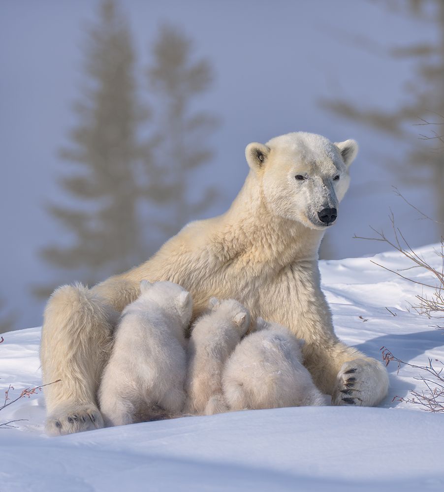 Polar Bear Mum And Triplet art print by Min Li for $57.95 CAD