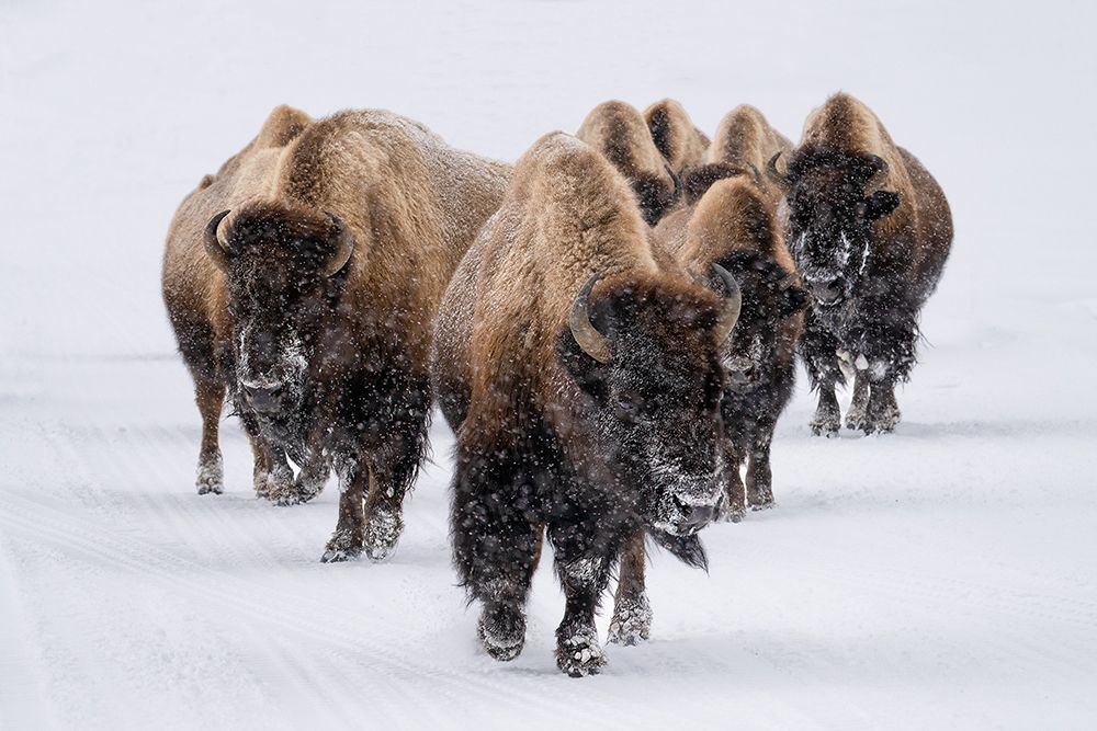 The Herd art print by Susanne Landolt for $57.95 CAD