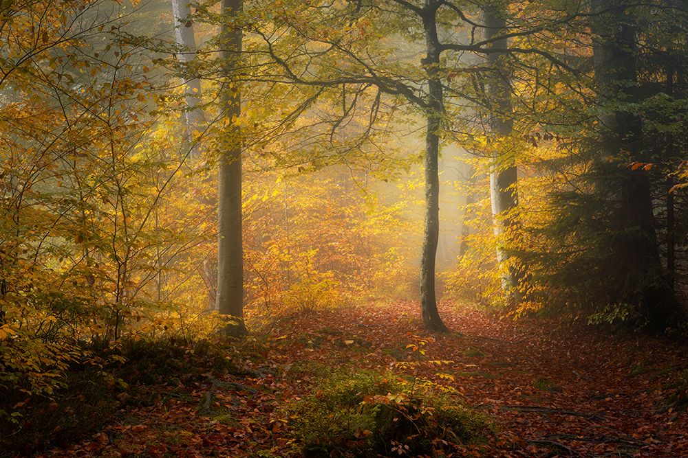 Autumn Trees art print by Norbert Maier for $57.95 CAD
