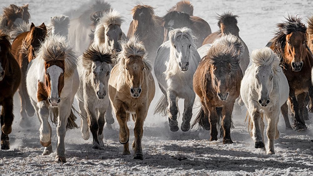 Mad Horses art print by Chuanxu Ren for $57.95 CAD