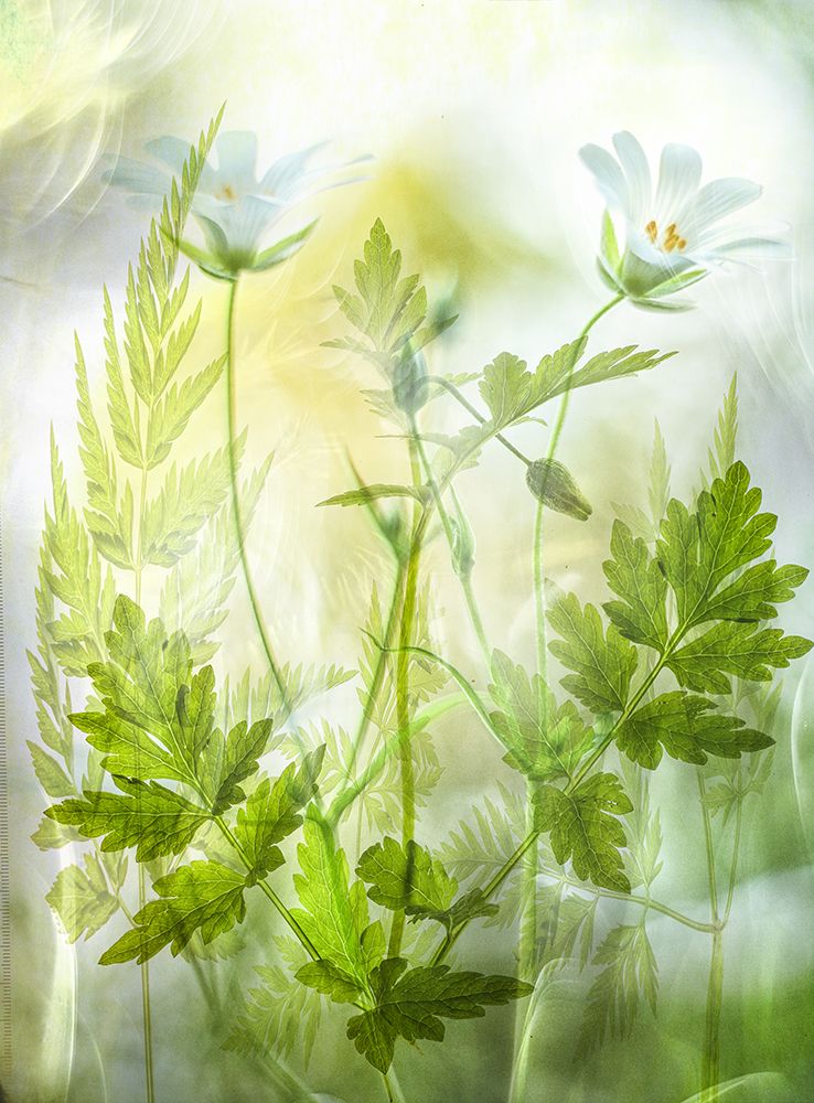Fragile Freshness art print by van der Hilda for $57.95 CAD