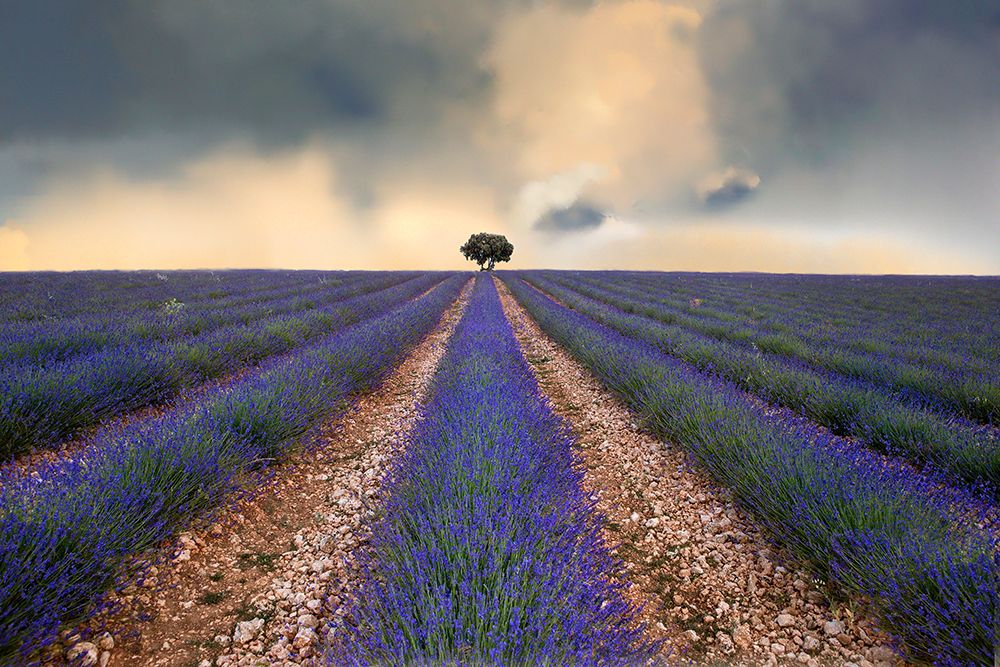 Lavender Field art print by Juan Antonio Palacios for $57.95 CAD