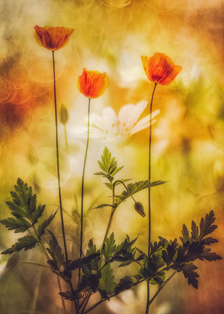 Summers Atmosphere art print by van der Hilda for $57.95 CAD