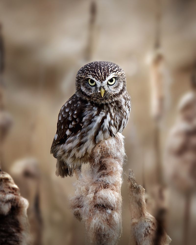 Resting On The Reed art print by Michaela Firesova for $57.95 CAD