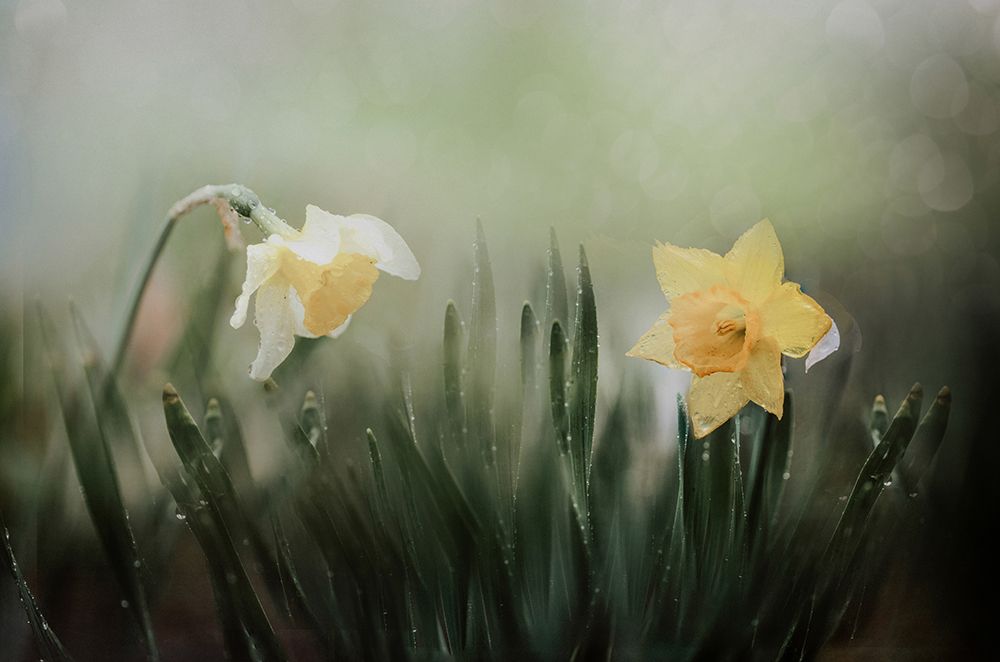 narcissuss in rain art print by YoungIl Kim for $57.95 CAD