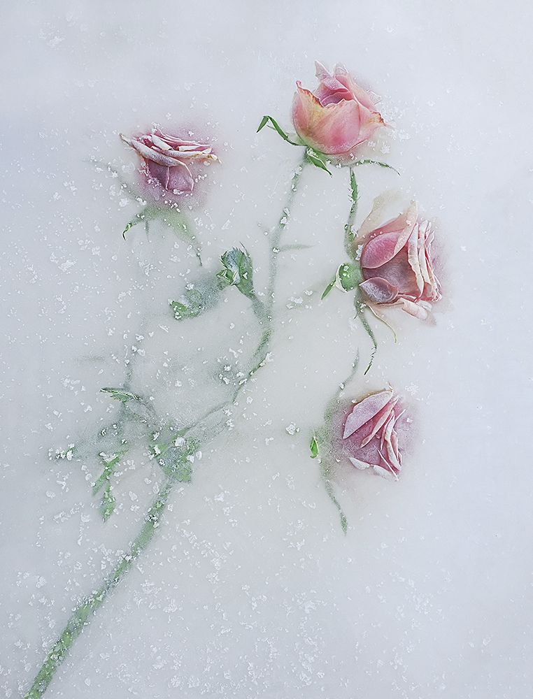 Roses Among The Ice. art print by Pedro Uranga for $57.95 CAD