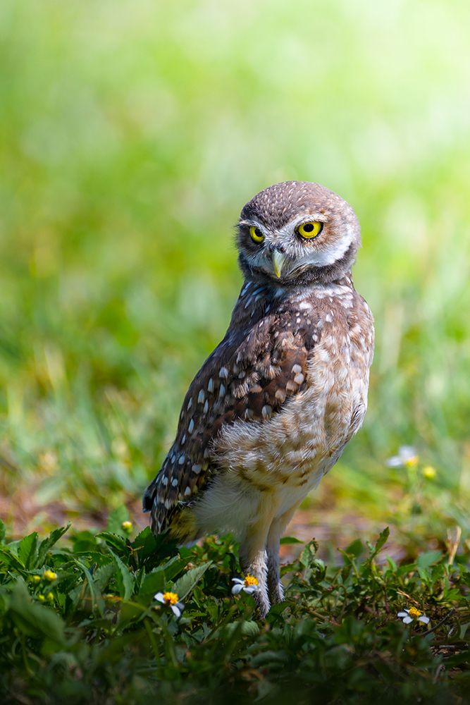 Curious Burrowing Owl art print by Ti Wang for $57.95 CAD