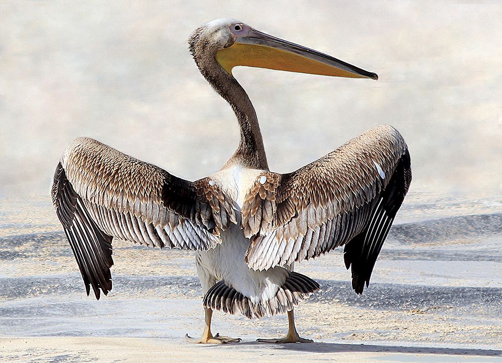 Pelicans Wingspan art print by Aliza Riza for $57.95 CAD