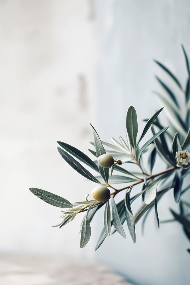 Olives art print by Treechild for $57.95 CAD