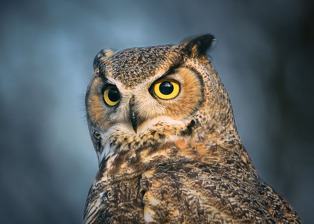 The Eyes Are The Windows Of The Soul art print by Li Chen for $57.95 CAD