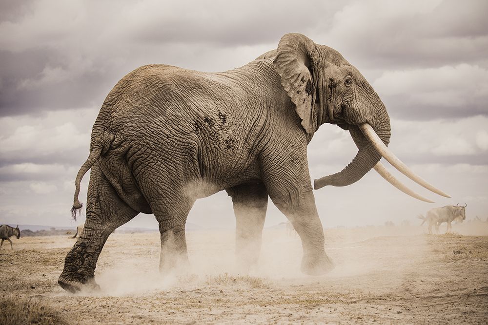 Dust art print by Ali Khataw for $57.95 CAD