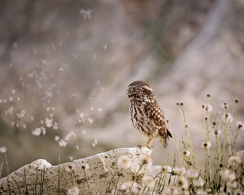 Owl And Dandelionaas Parachutes art print by Michaela Firesova for $57.95 CAD