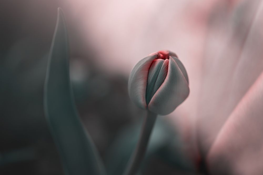 ...Sweet Daydream art print by Nikki V. Georgieva for $57.95 CAD
