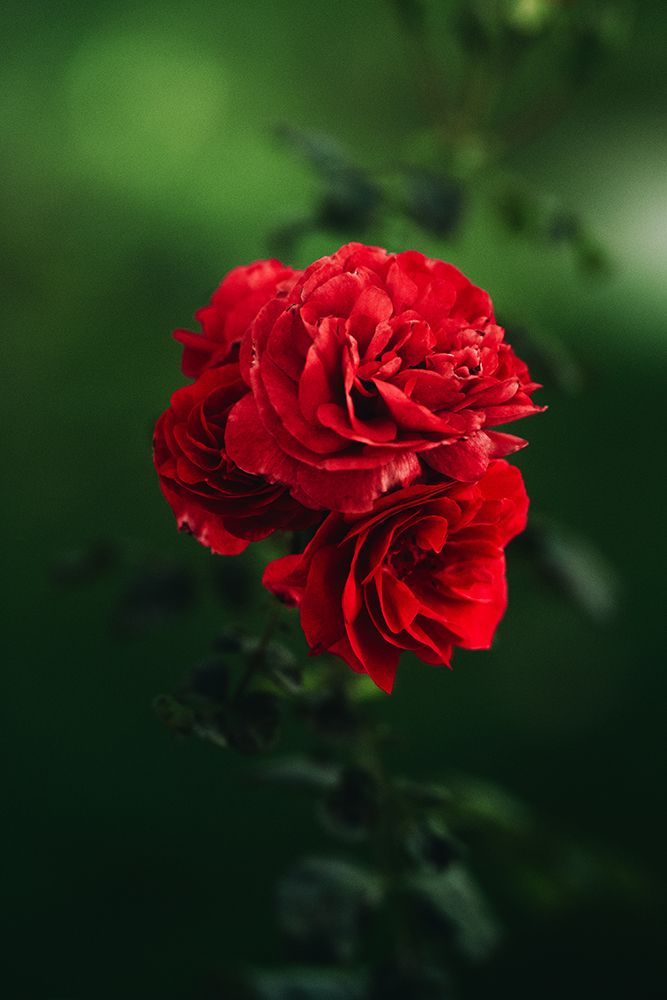 Roses art print by Ryan Braxton for $57.95 CAD