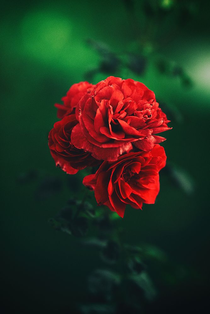 roses art print by Ryan Braxton for $57.95 CAD