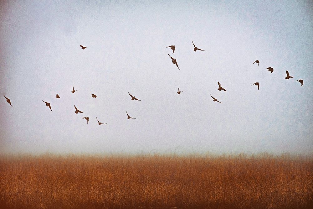 Freedom art print by Ryan Braxton for $57.95 CAD