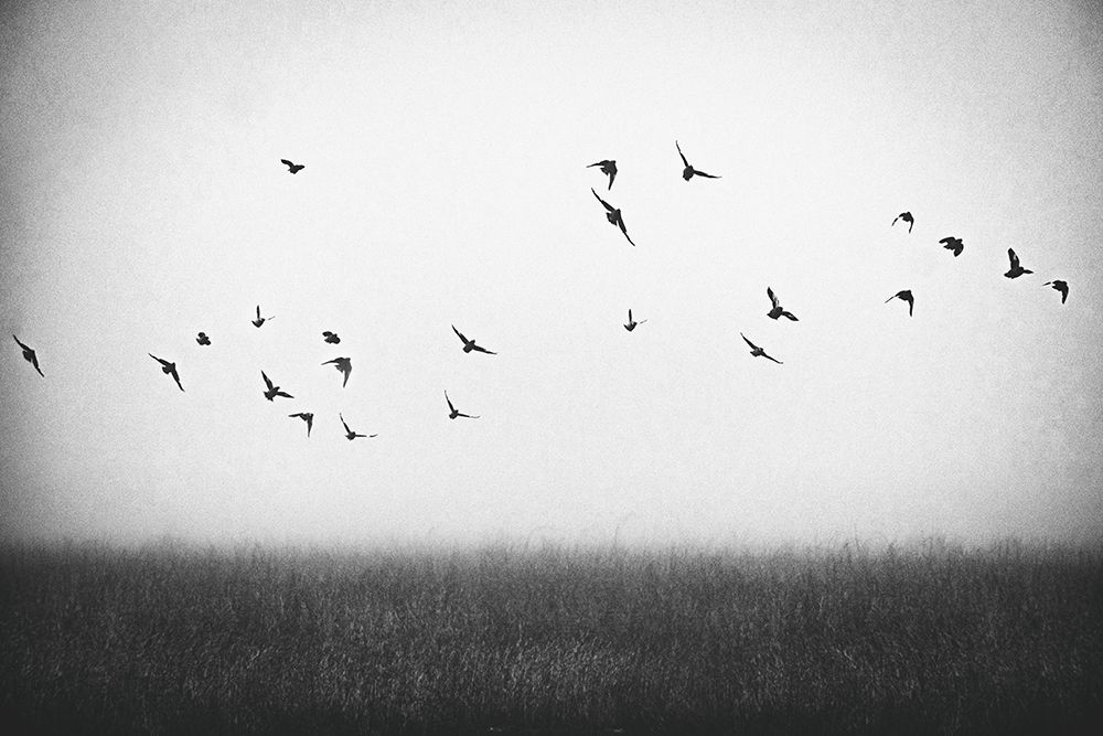 Freedom art print by Ryan Braxton for $57.95 CAD