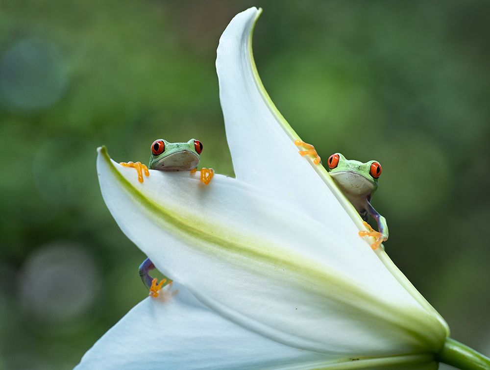 Two Frogs art print by Rawisyah Aditya for $57.95 CAD