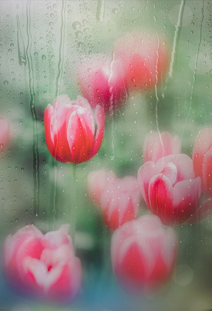Tulips, The Grace art print by YoungIl Kim for $57.95 CAD