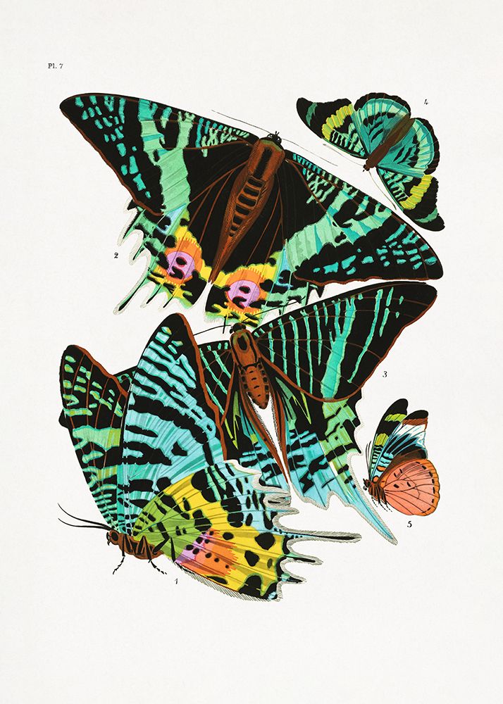 Butterflies 3 art print by Pictufy for $57.95 CAD