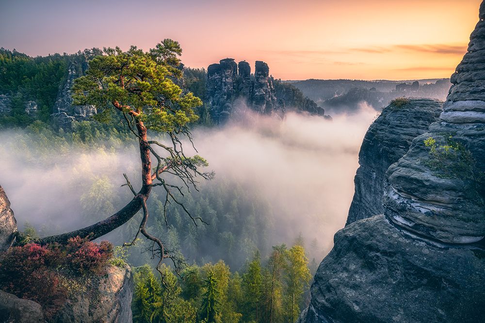 Paplking Pine (Felsenburg Rathen At The Bastei) art print by Diwiesign for $57.95 CAD