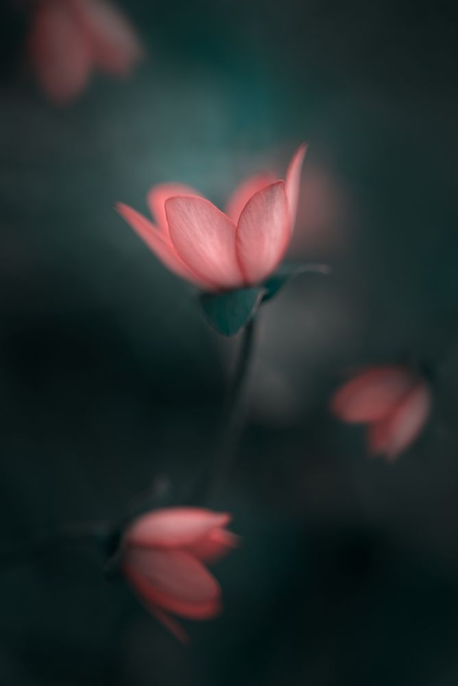 Flower Awakening... art print by Nikki V. Georgieva for $57.95 CAD