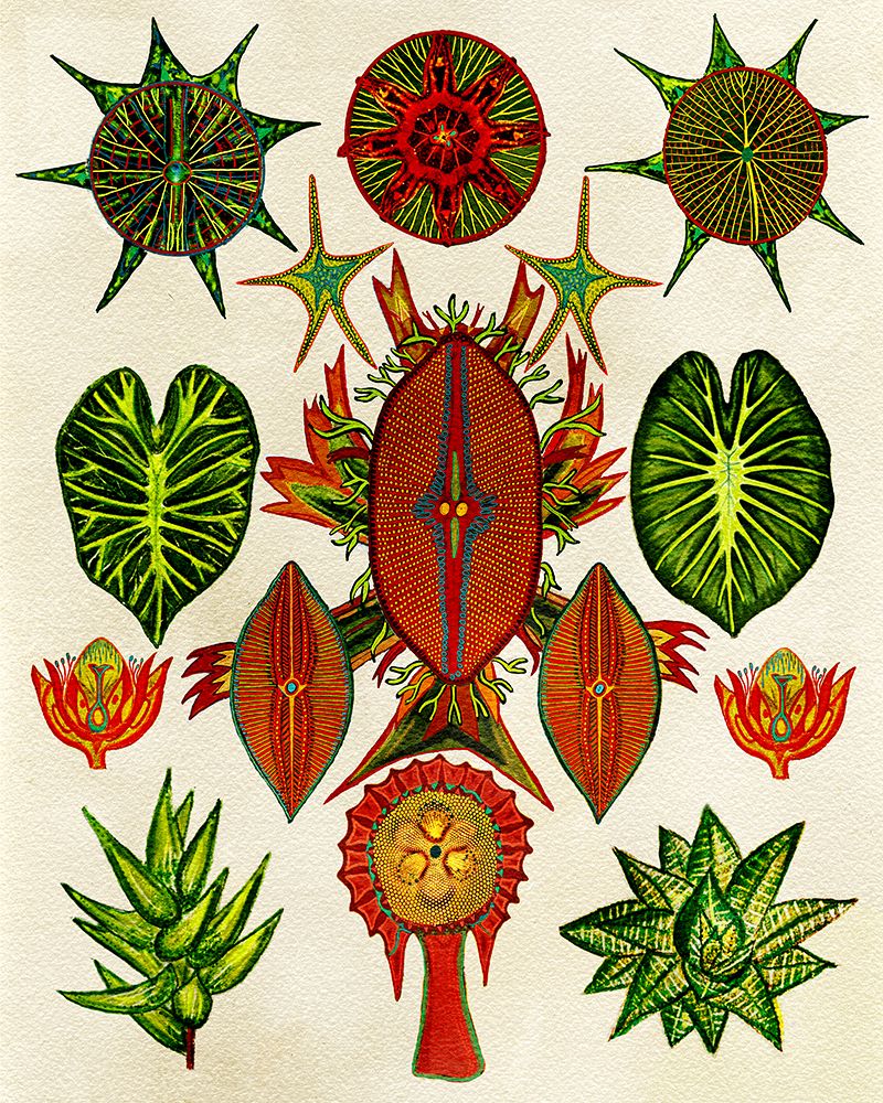 Botanical Invention art print by Giovanna Nicolo for $57.95 CAD
