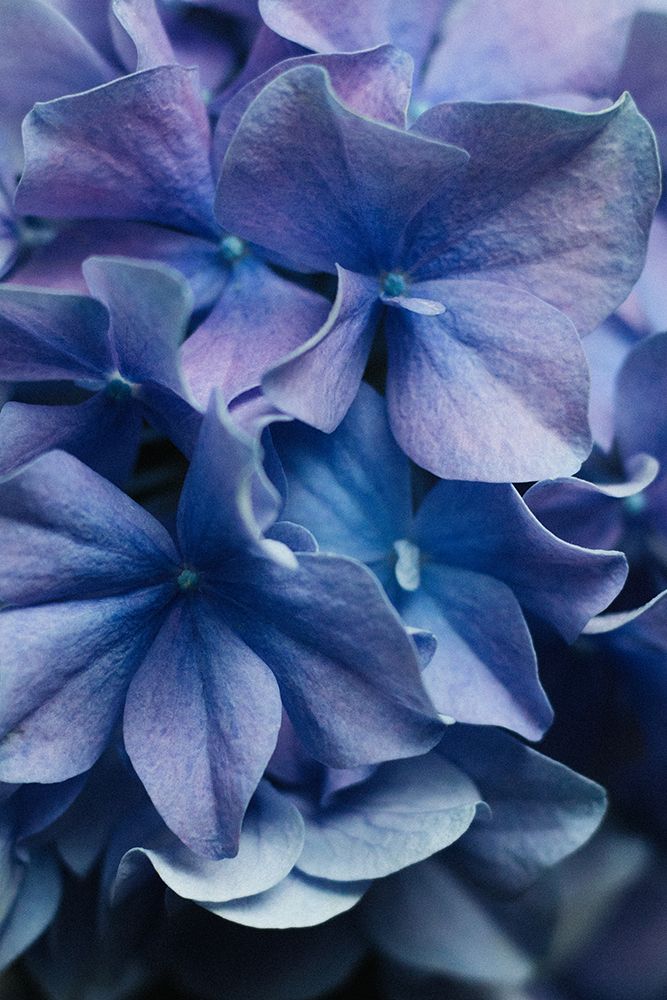 Dancing Petals - Lilac Hydrangea art print by uplusmestudio for $57.95 CAD