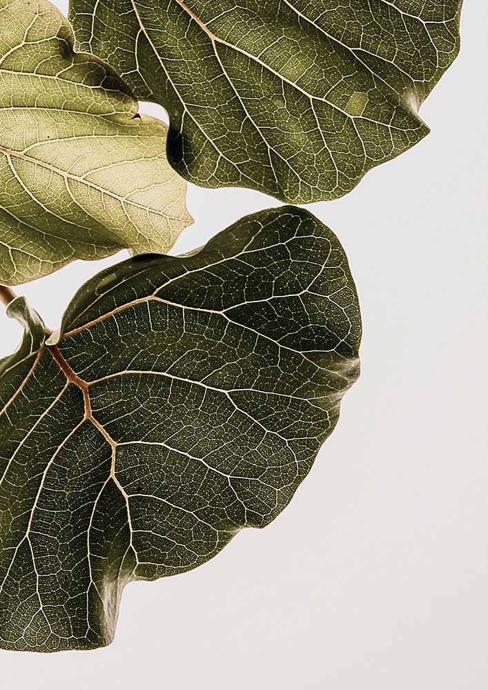 Abutifolia No1 art print by Shot by Clint for $57.95 CAD