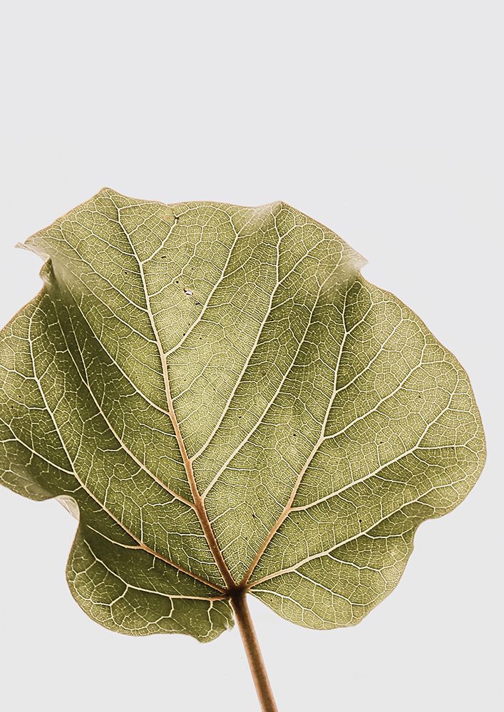 Abutifolia Noe art print by Shot by Clint for $57.95 CAD