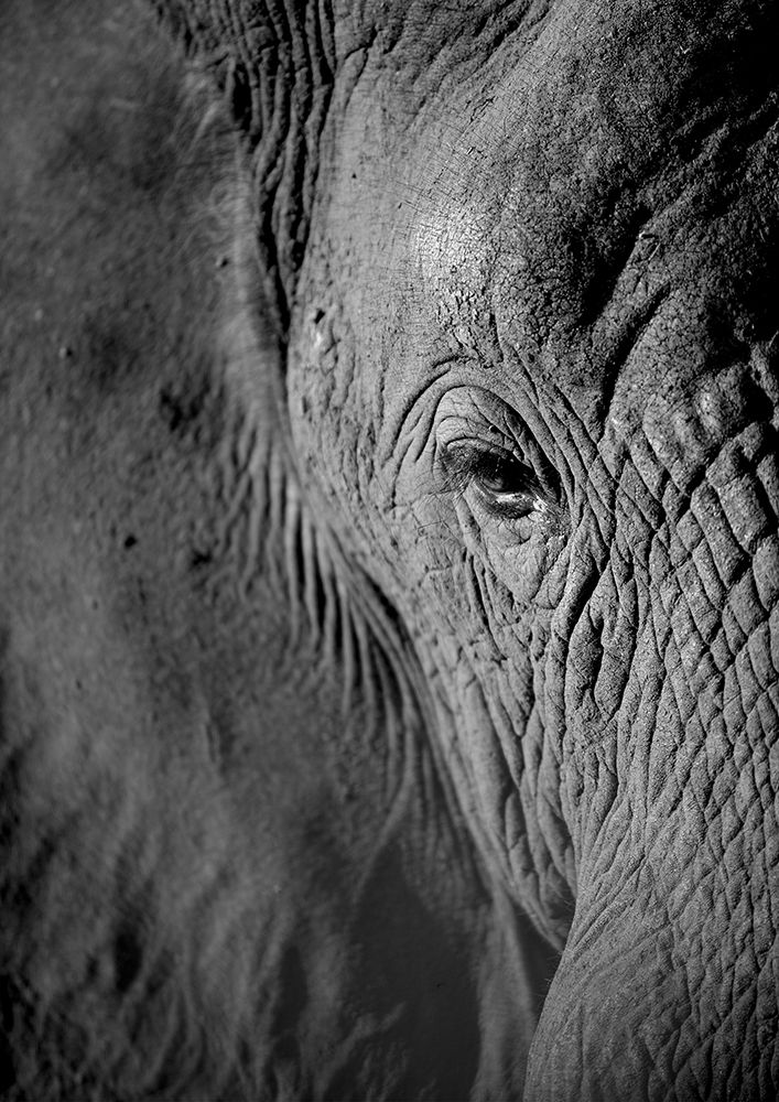 African Dream art print by Shot by Clint for $57.95 CAD
